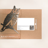 Long-Earred Owl