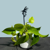 HONEY BEE PLANT STAKE - 70CM
