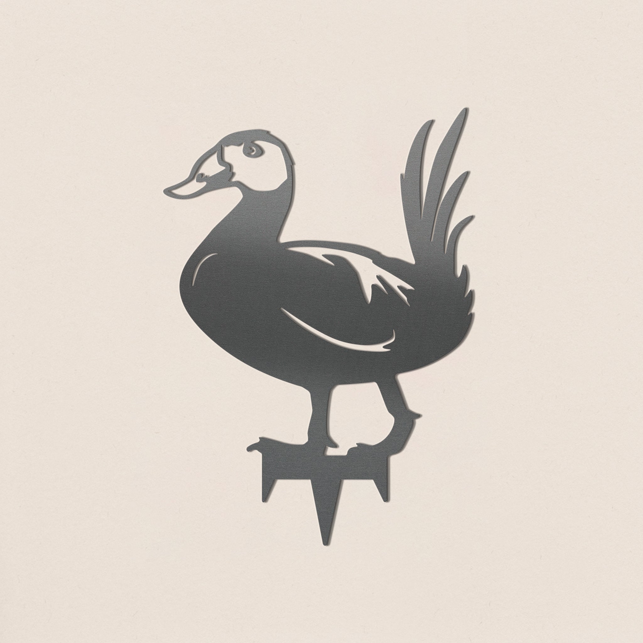 White Headed Duck