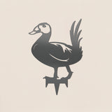 White Headed Duck