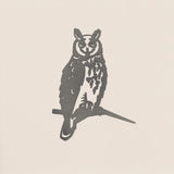 Long-Earred Owl