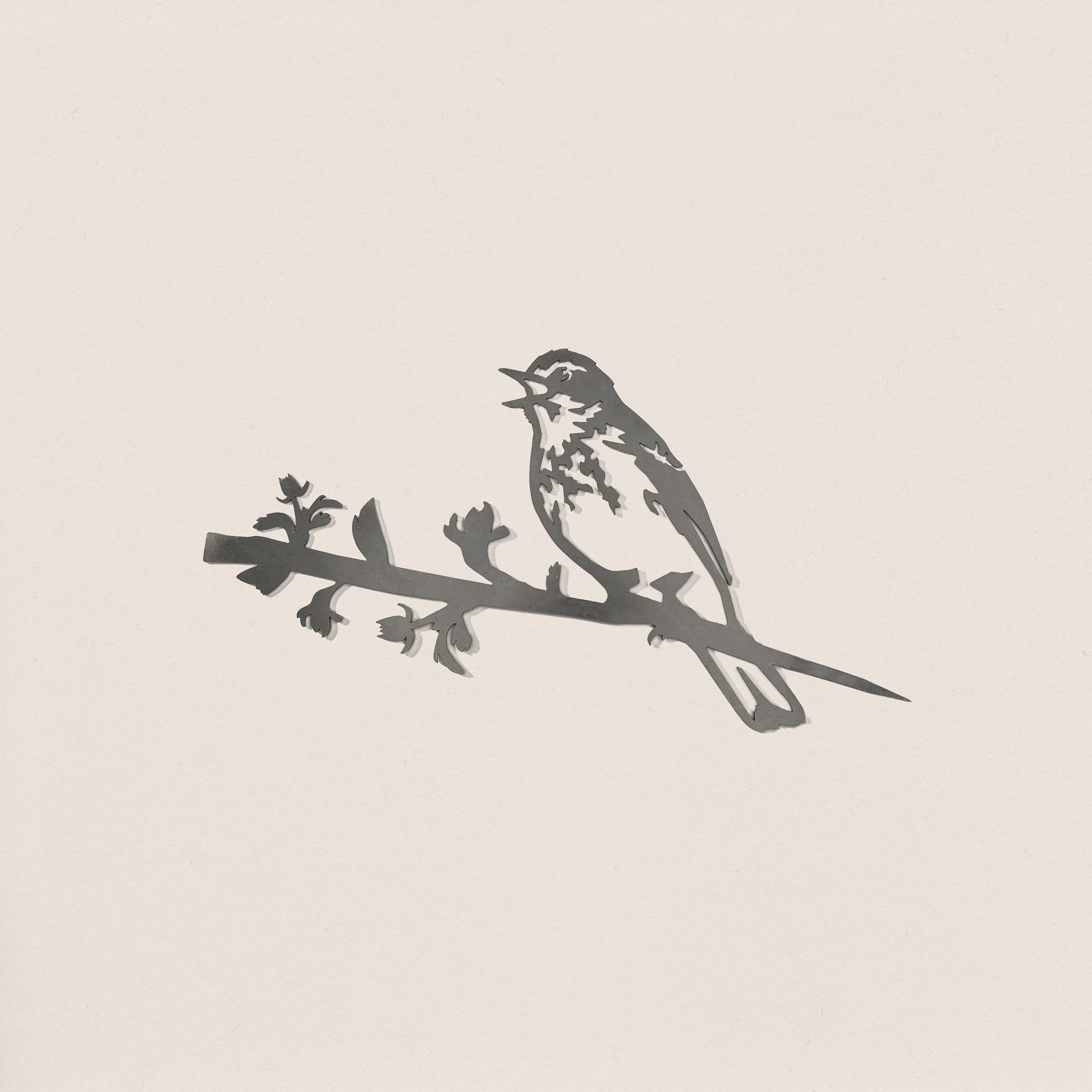 Tree Pipit