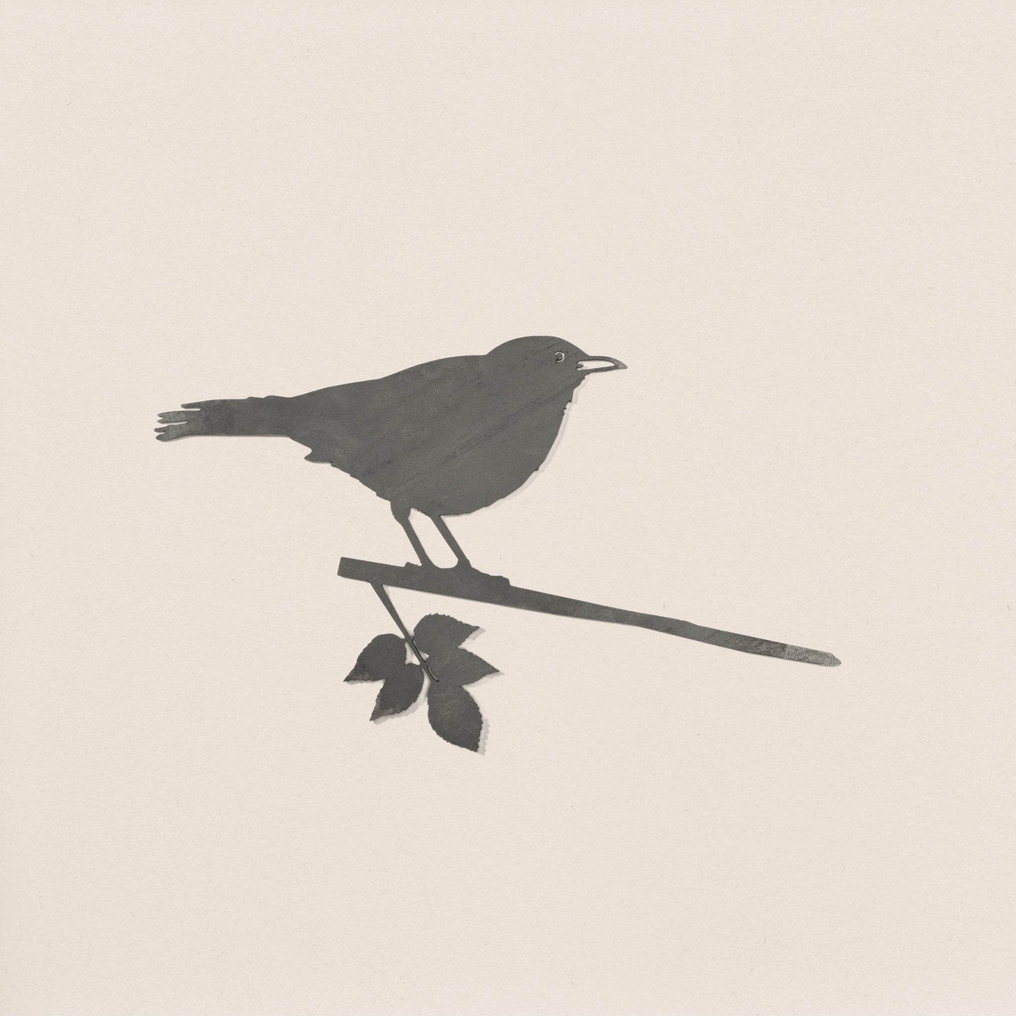 Blackbird