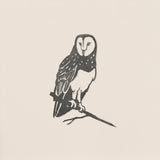 Barn Owl