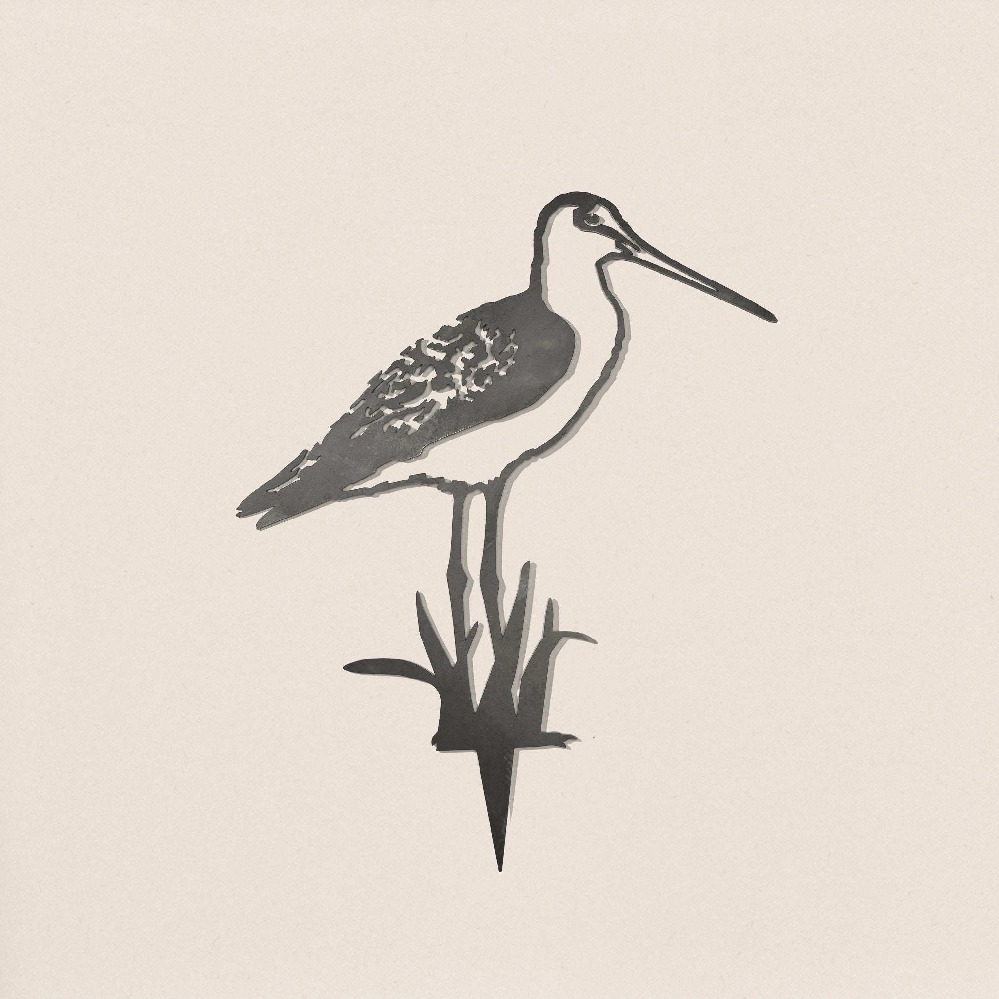 Black-Tailed Godwit