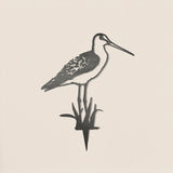 Black-Tailed Godwit