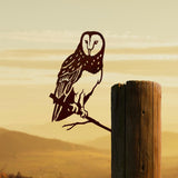Barn Owl