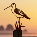 Black-Tailed Godwit