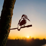 Common Kingfisher