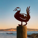 White Headed Duck