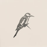 Great Spotted Woodpecker